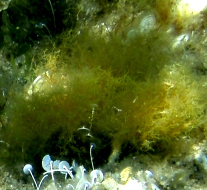 Dictyota linearis